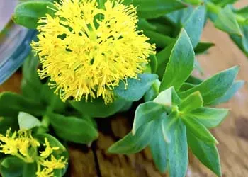 Rhodiola Root